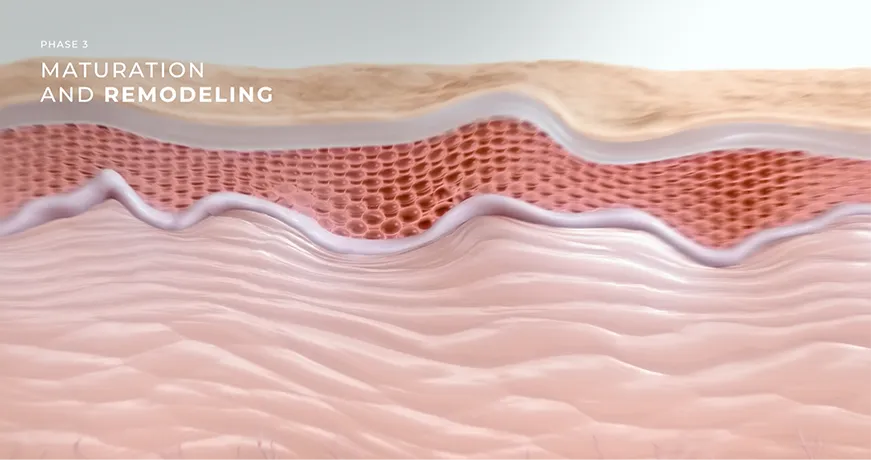 Phase 3 visualization showing collagen maturation and remodeling for sustained lifting and tightening.