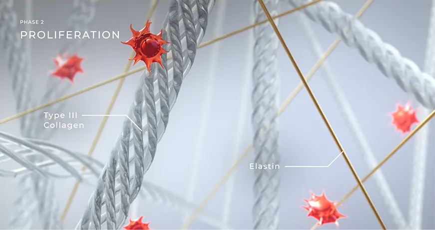 Visualization of Phase 2 proliferation showing fibroblasts producing type III collagen and elastin.